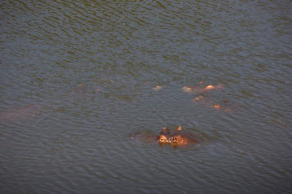 Hippopotamuses Swimming Water — стоковое фото