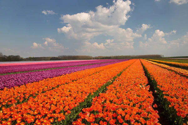 Weitläufiges Blumenfeld Mit Reihen Bunter Tulpen — Stockfoto