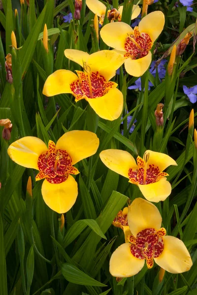 Bahçedeki güzel çiçekler