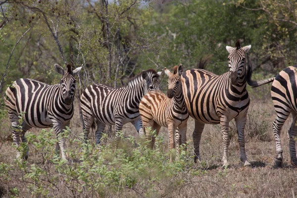 Vista Zebras Parque Nacional África — Fotografia de Stock