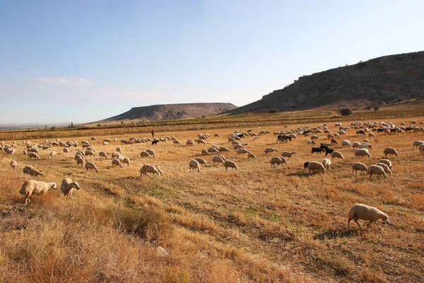 Kırsalda bir çiftlik otlağında koyun sürüsü.
