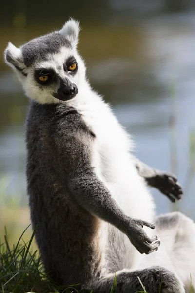 Lemur Sitter Ett Träd — Stockfoto