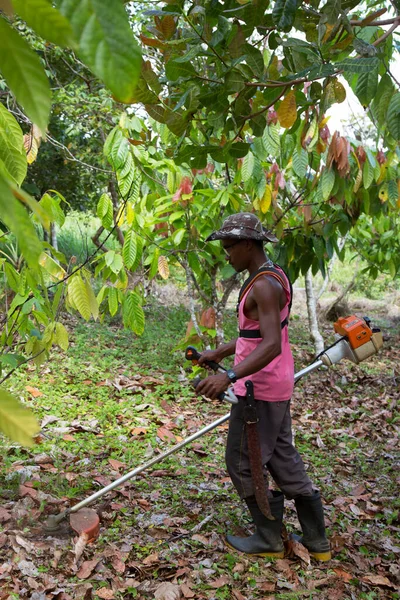 İnsanlar tropikal tarım çiftliğinde hasat topluyor.