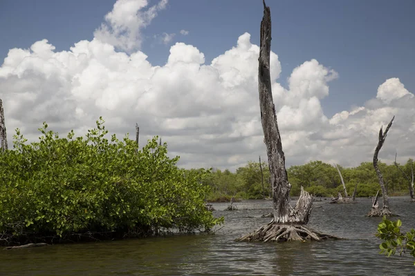 Alçakta uzanan orman, ölü ağaçlar ve kütüklerle sonuçlanır.