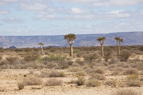 Karoo地域と北の岬の典型的な荒涼とした岩の多い砂漠の風景の中にあるクイバーの木やコケルブームの森 Aloidendron Dicotomum — ストック写真
