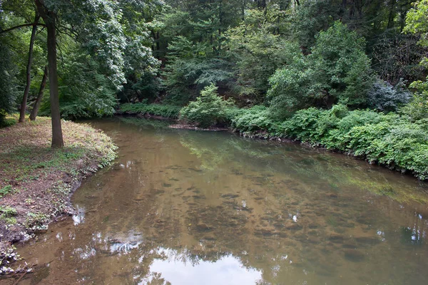 Ormandaki nehrin güzel manzarası