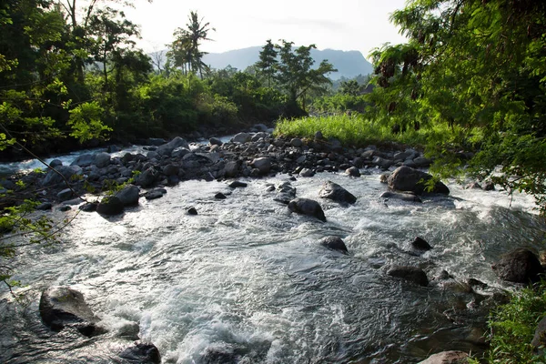 Yeşil orman sahnesinde akan kayalık nehir