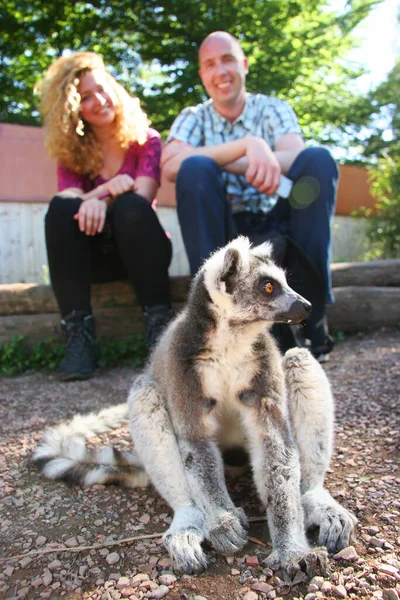 Bilinmeyen bir çift ormanda maymunlarla oynuyor.