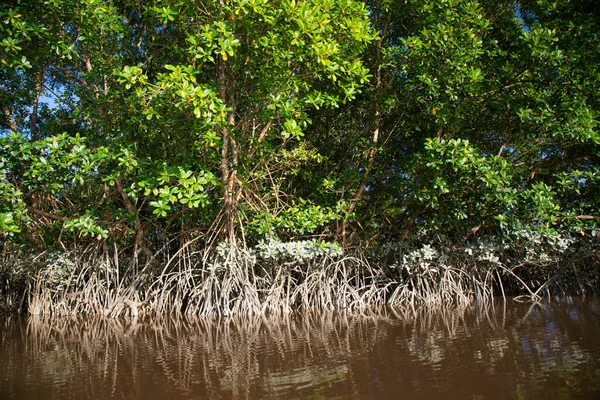 Mangrovenbaumwurzeln Auf Hohen Füßen Stehen Ufer Eines Tropischen Flusses — Stockfoto