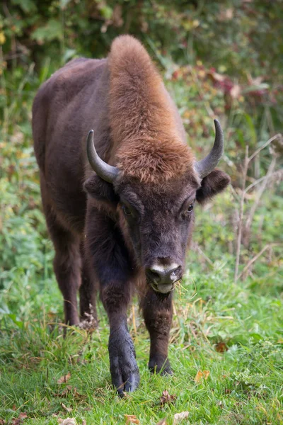 Bilge ya da Avrupalı bizon, bizon bonasus yeşil bir çayırda orman kenarında yürüyor.