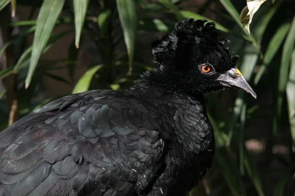 Εσωτερικη Κοράκι Μαύρο Πουλί — Φωτογραφία Αρχείου