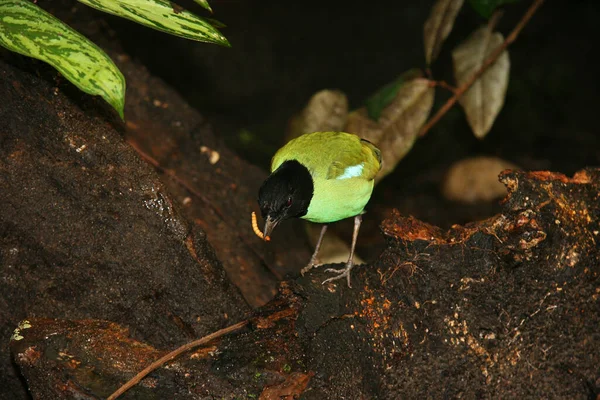 Krásný Zelený Žlutý Pták Zblízka — Stock fotografie