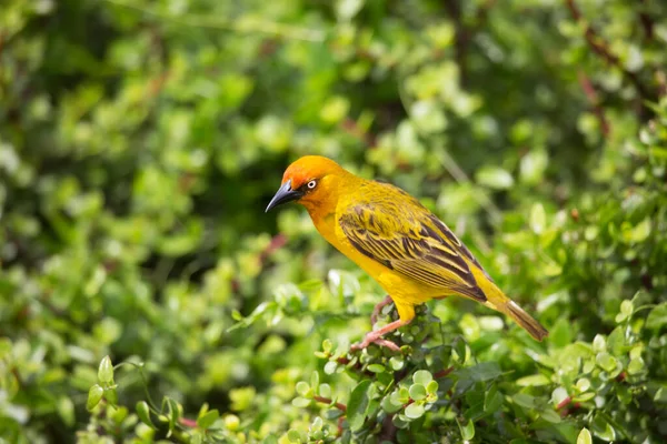 Eine Nahaufnahme Eines Vogels — Stockfoto