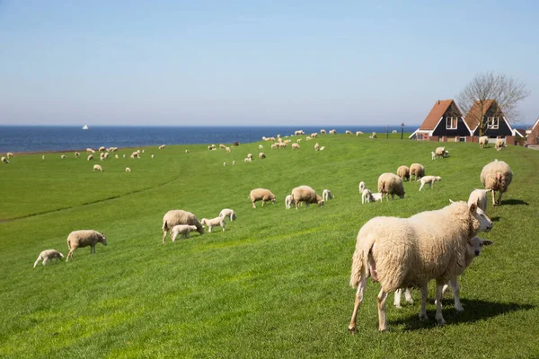 Sheeps Mountains — Stock Photo, Image