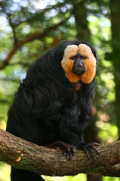 Schwarzer Affe Mit Großen Augen — Stockfoto