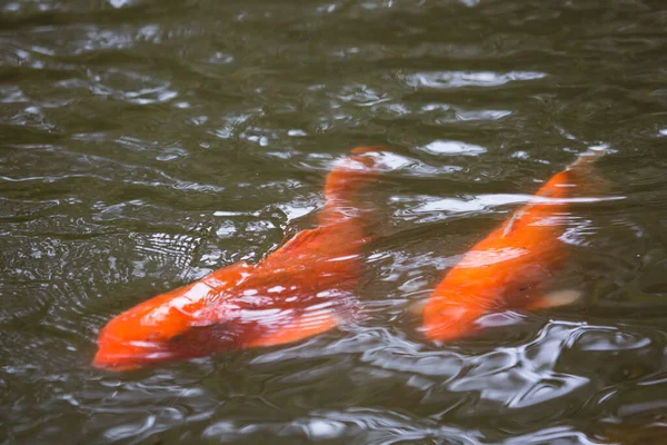 Peixe Koi Água — Fotografia de Stock