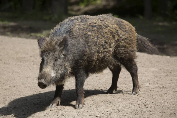 Yaban domuzu, yakın görüş.