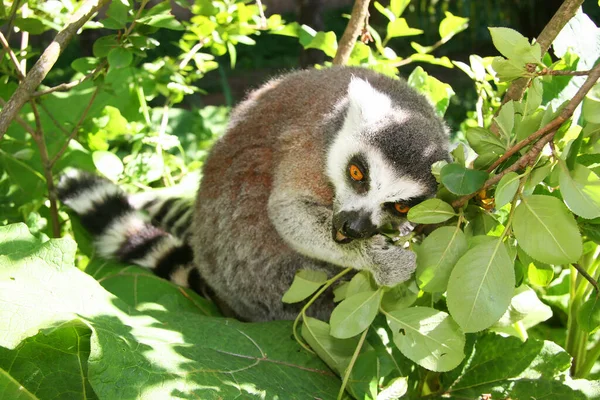 Hayvanat Bahçesindeki Şirin Lemur — Stok fotoğraf