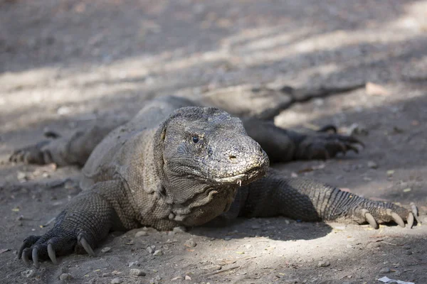 Komodo ejderhasının doğal ortamdaki yakın çekimi.