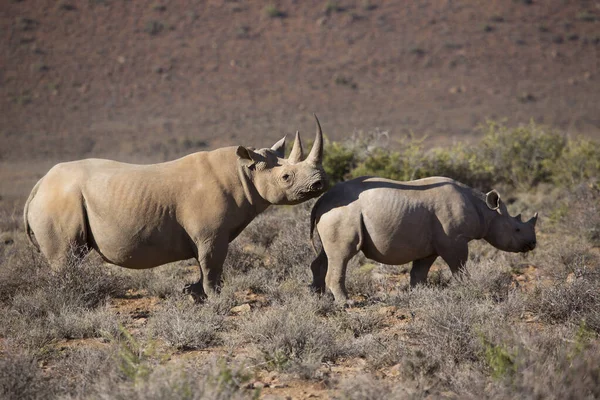 Rhinocéros Lèvres Crochues Noirs Diceros Bicornis Marchant Travers Les Broussailles — Photo