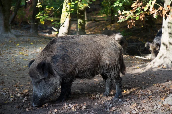 Wildschweine Oder Schweine Sus Scrofa Auf Der Suche Nach Nahrung — Stockfoto