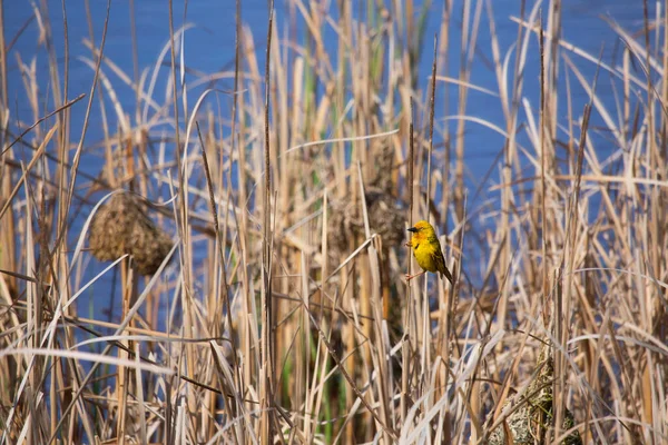 Kapweber Ploceus Capensis — Stockfoto