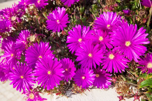 Beautiful Flowers Garden — Stock Photo, Image