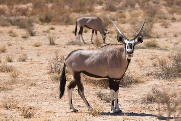 Gemsbok sürüsü ya da Güney Afrika antilobu, Afrika antilobu ceylanı Kalahari çölündeki kuru otların arasında yürüyor ve otluyor.
