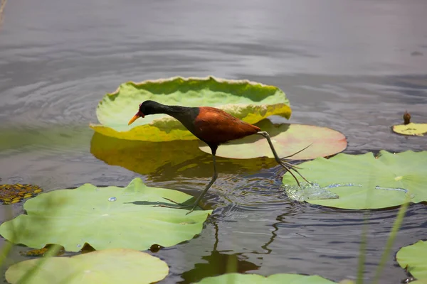 Blick Auf Einen Tropischen Vogel Natürlichem Lebensraum — Stockfoto