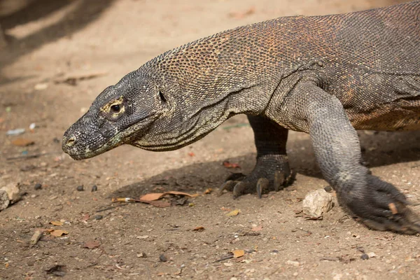 Komodo ejderhasının doğal ortamdaki yakın çekimi.