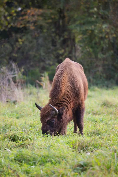 Bilge ya da Avrupalı bizon, bizon bonasus yeşil bir çayırda orman kenarında yürüyor.
