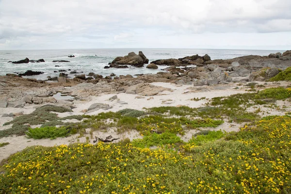 Deniz kıyısının güzel manzarası 