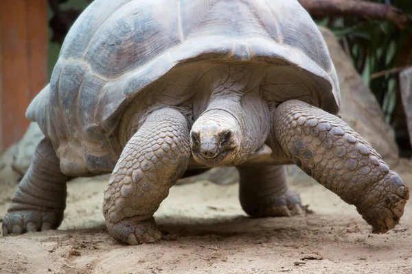 Dev kaplumbağanın yakın görüntüsü
