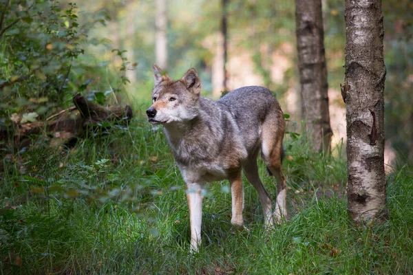 Lobo Común Eurasiático Canis Lupus Observando Caminando Por Bosque —  Fotos de Stock
