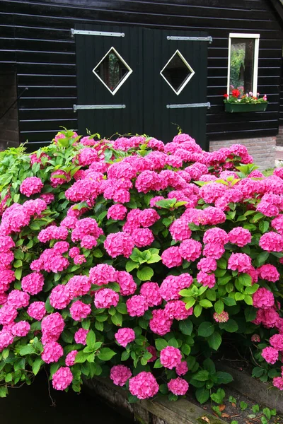 Bahçedeki güzel çiçekler