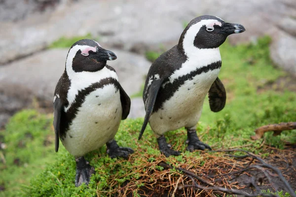 Niedliche Pinguine Meeresstrand — Stockfoto