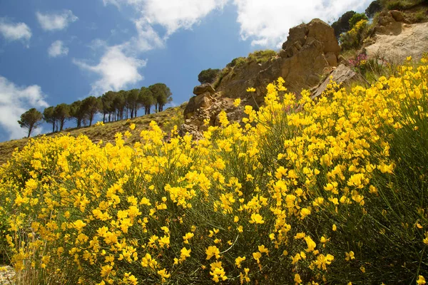 Bir tarlada sarı çiçekler