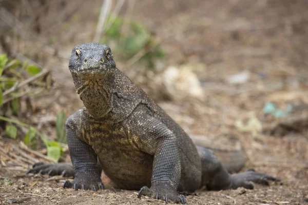 Komodo ejderhasının doğal ortamdaki yakın çekimi.