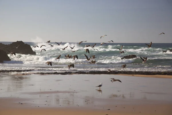 Martılar, baltık okyanusunda, deniz kıyısındaki dalgalara doğru uçuyor.