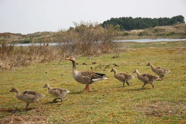 Familj Grågås Anser Promenader Och Bete Fält Gräs — Stockfoto