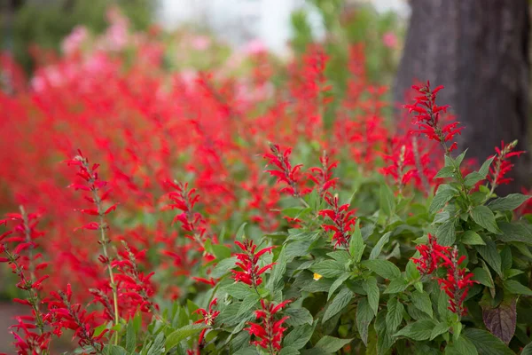 Lindas Flores Vermelhas Crescendo Jardim Durante Dia — Fotografia de Stock