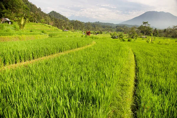 Çeltik Tarlaları Pirinç Bitkilerinin Yetiştiği Sawa Arazisi — Stok fotoğraf
