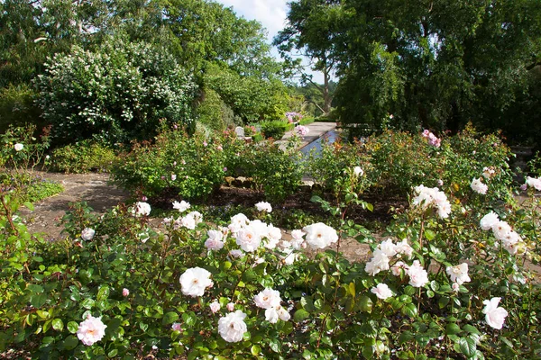 Красивий Вид Сад Влітку — стокове фото