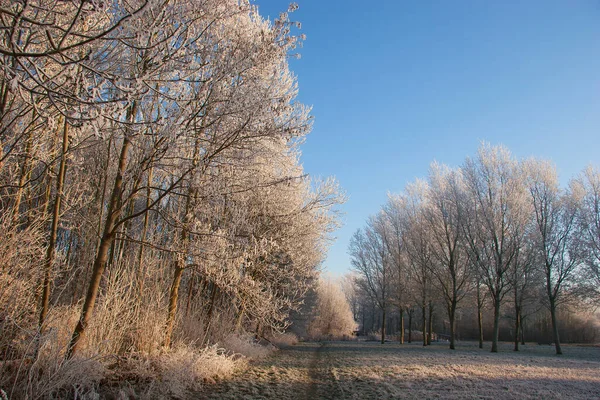Красивый Пейзаж Ледяными Деревьями — стоковое фото