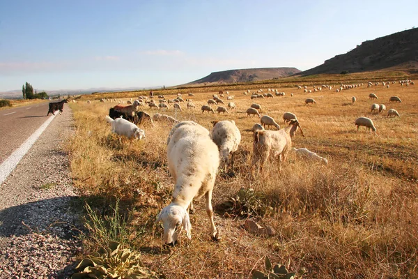 Kırsalda bir çiftlik otlağında koyun sürüsü.