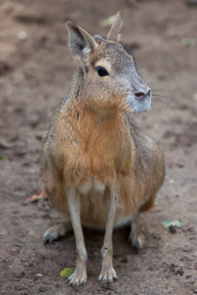 Een Close Shot Van Een Kangoeroe Het Bos — Stockfoto