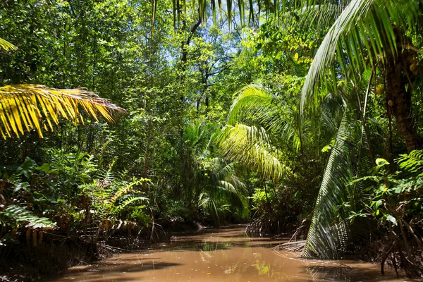 茂密的被水淹没的亚马逊雨林 绿叶和河流 — 图库照片