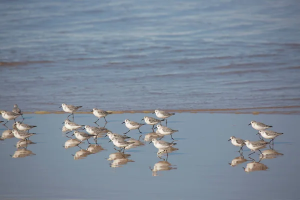 Gaviotas Playa Portugal — Foto de Stock