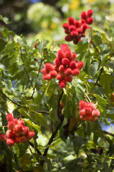 Vagens Sementes Vermelhas Planta Achiote Bixa Orellana Usadas Como Base — Fotografia de Stock