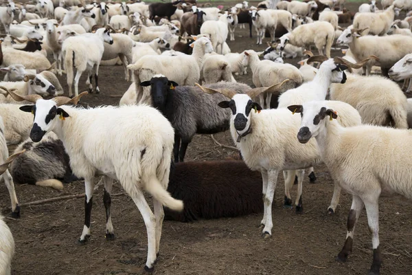 Çiftlikte otlayan koyunlar